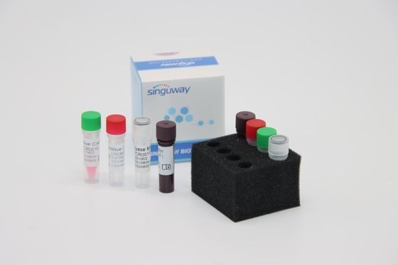 Treponema Pallidum TP Virus Fluorescent RT PCR Kit Fast HCV به موقع PCR Kit