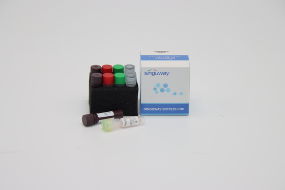 کیت CE One Step به موقع PCR کیت تست سریع HSV برای ویروس هپاتیت B